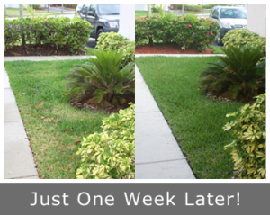 just one week later our Richardson Sprinkler Repair team has your yard green